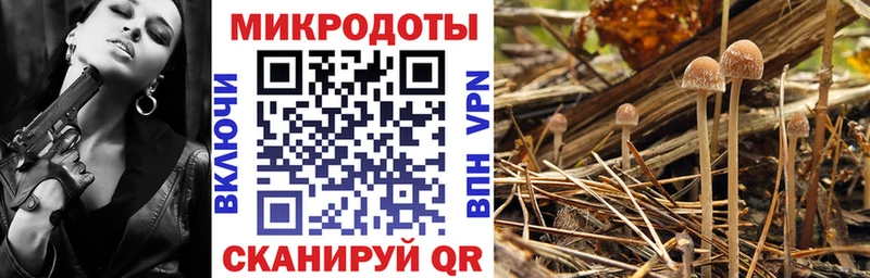 Галлюциногенные грибы Psilocybe  Купить  Мичуринск 